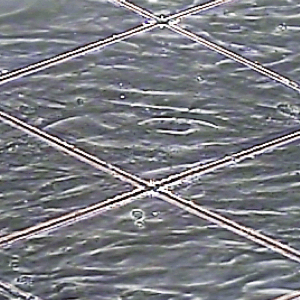 バイオエレクトロニクス